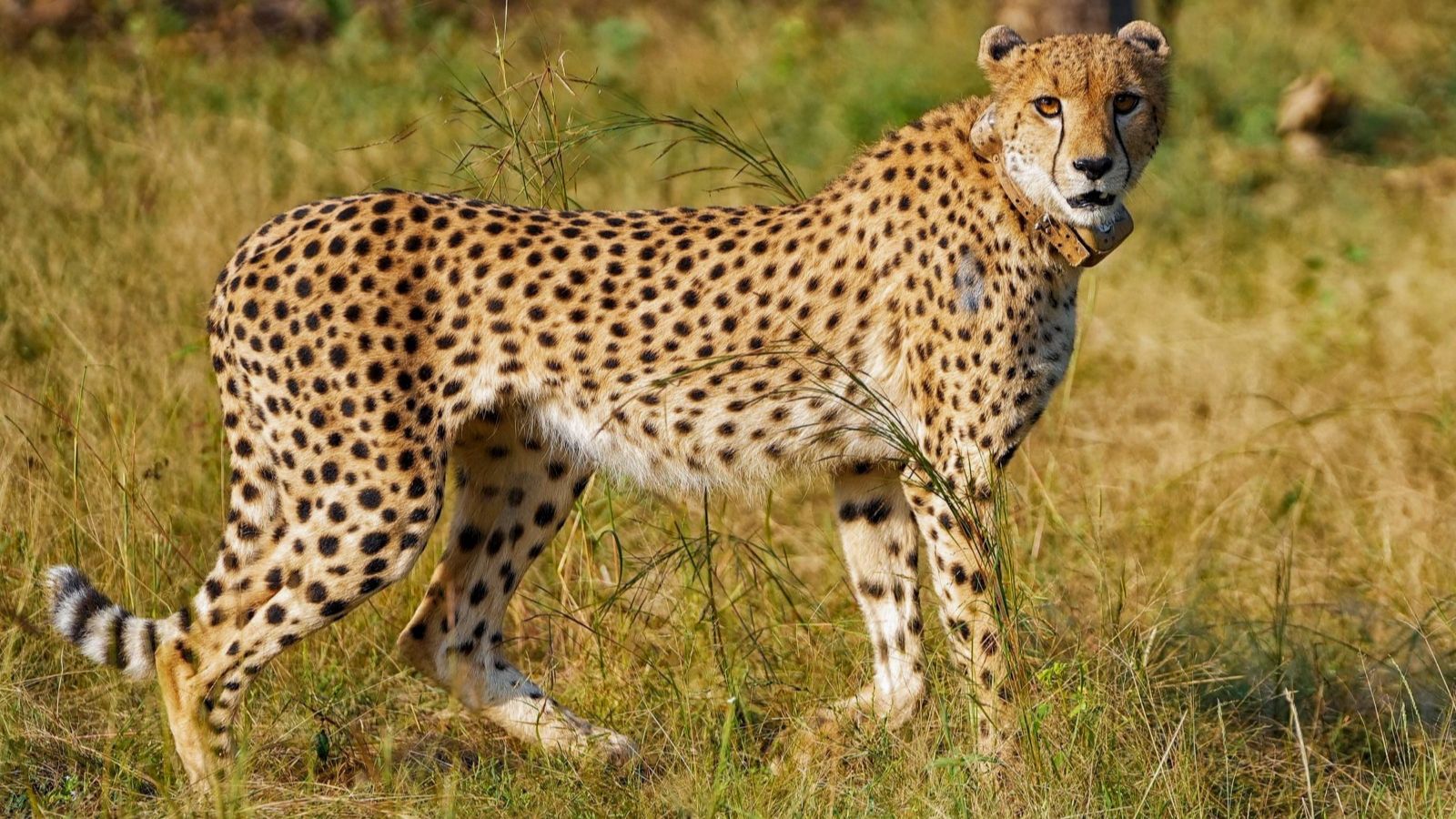 Eye on second baby boom, Botswana Cheetah released in MP’s Gandhi Sagar sanctuary