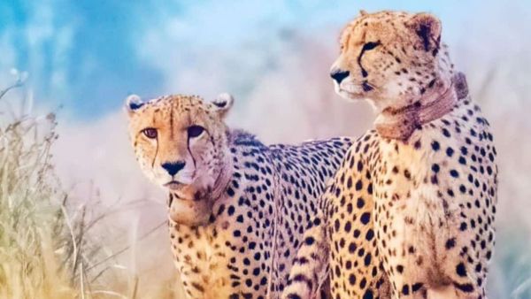 Originally called Elton and Freddy, the two Namibian cheetahs became Gaurav and Shaurya, respectively, after coming to Kuno. Shaurya died in 2024