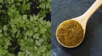 Coriander powder contamination