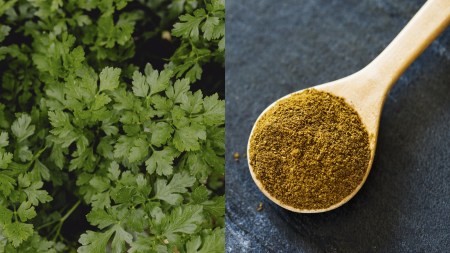Coriander powder contamination