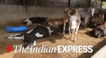 Foot-and-mouth disease