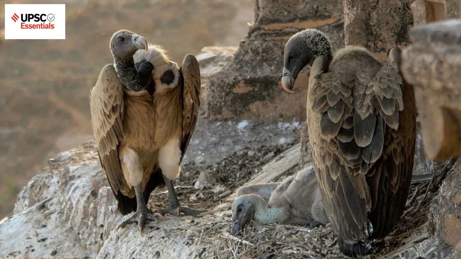 UPSC Essentials daily subject quiz : Environment and Geography MCQs on decline in vulture populations, compensatory affo
