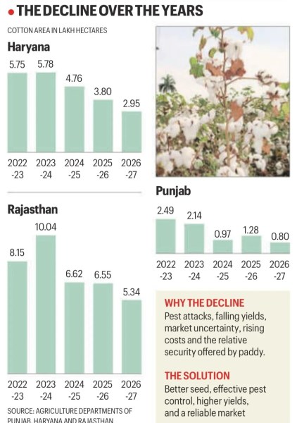 Cotton, cotton belt, shrinking, cotton production