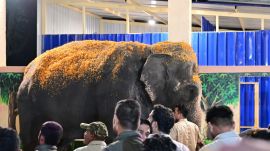 Madhuri, the elephant, was brought to Nandini Math in Kolhapur from Vantara in Gujarat at 2 AM on Saturday. (Express Photo By Pavan Khengre)