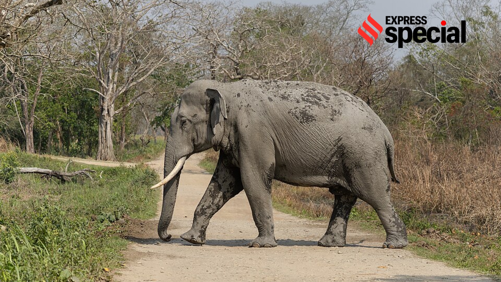 Elephant smuggled from Nepal, trail points to NGO in leopard poaching probe