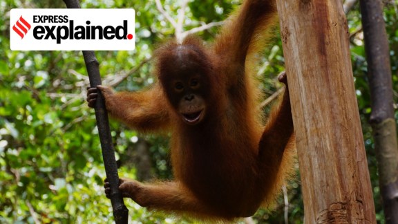 Orangutan