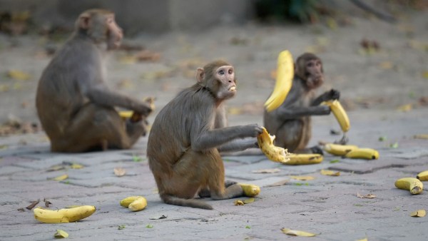 rhesus macaque monkey