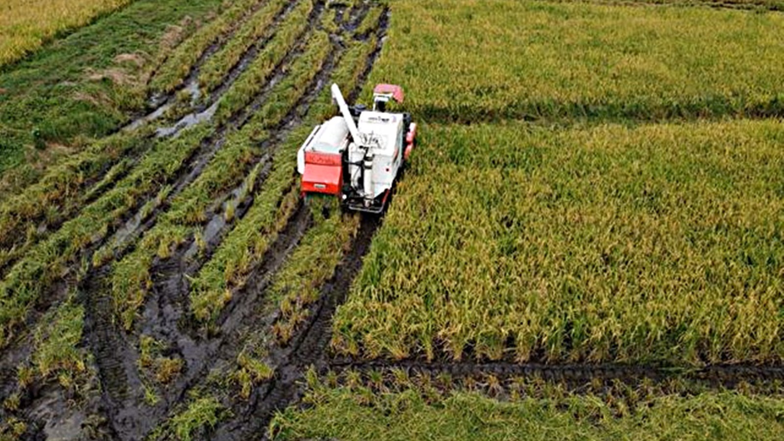 Paddy ready, procurement a week away: Farmers fear distress sale below MSP