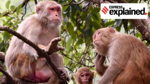 Why Shimla monkey menace poses questions beyond human-wildlife conflict
