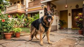 Ahmedabad dog bite