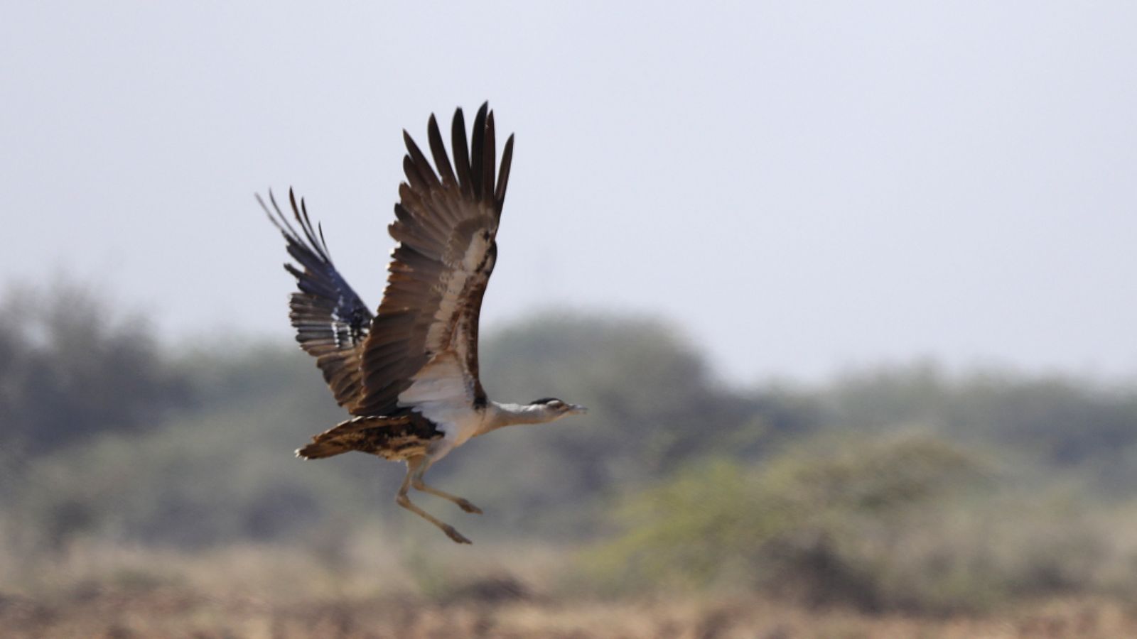 Centre defers green nod to limestone mining near Great Indian Bustard habitat