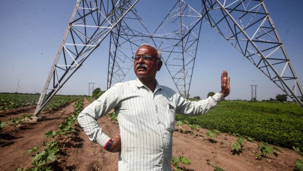 Vinod Baval Aghara in his groundnut farm in Juna Devaliya village of Morbi Express Photo By Bhupendra Rana 