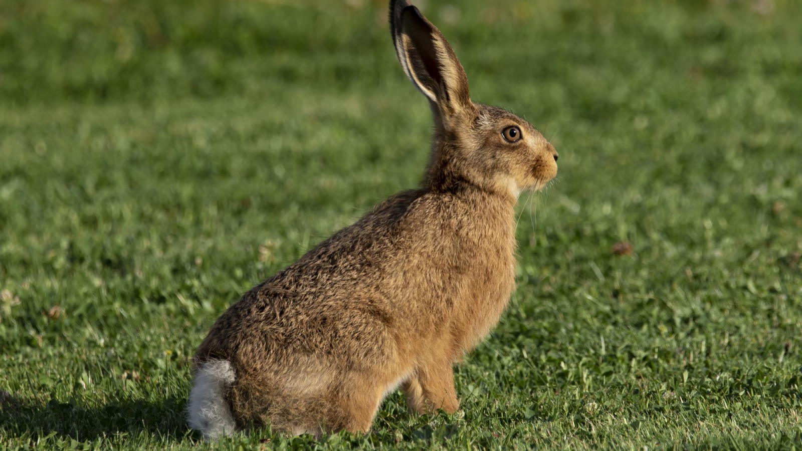 hare vs rabbit