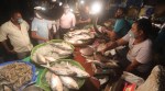 hilsa