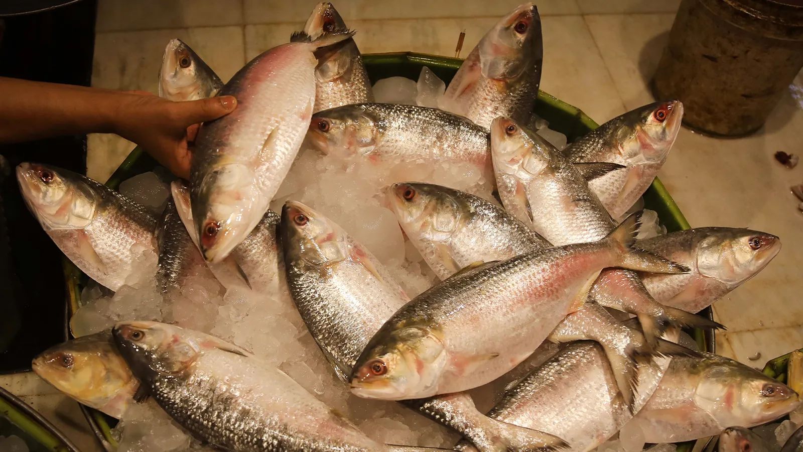 Bangladesh won’t send Hilsa to India this Durga Puja, stops imports too