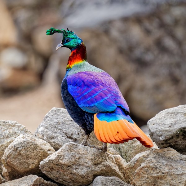 A Himalayan monal. Wikimedia Commons