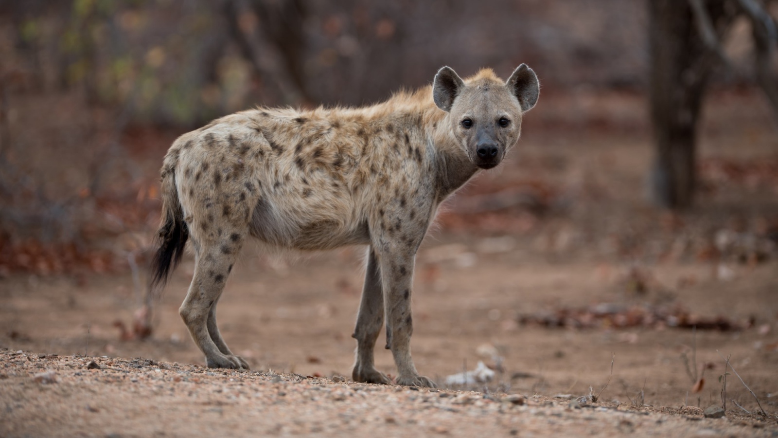 ‘Unnoticed or misunderstood’: Why India’s striped hyenas matter