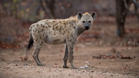 Hyenas