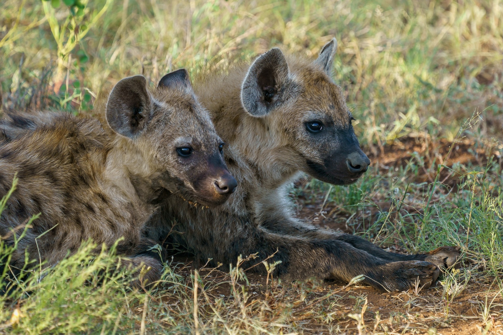 hyenas