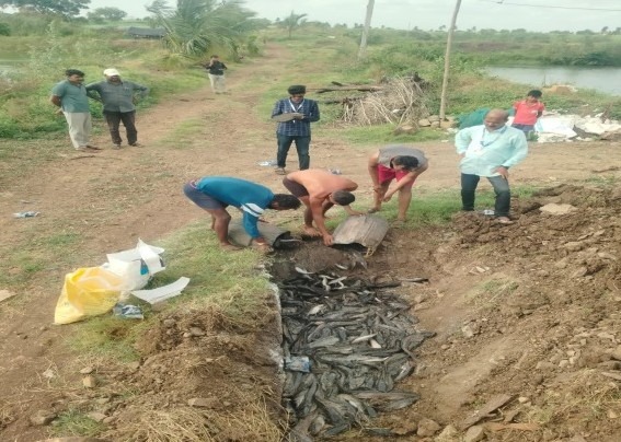 Workers dump seized Mangur fish into a pit for disposal. (Express)