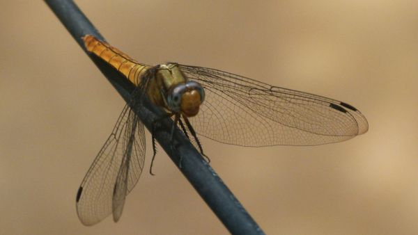 A dragonfly