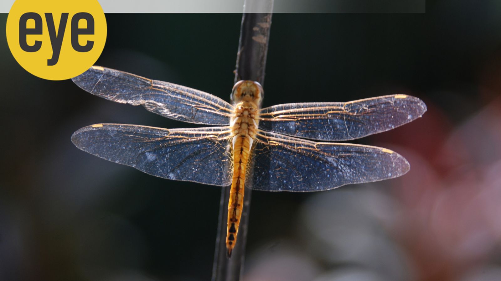 Why we are trying to copy insects – national Why we are trying to copy insects – national