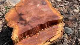 Chhattisgarh khair wood network, Chhattisgarh smuggling operation, Chhattisgarh khair wood smuggling operation, Chhattisgarh wood network, khair wood network, Chhattisgarh Police, Indian express news, current affairs