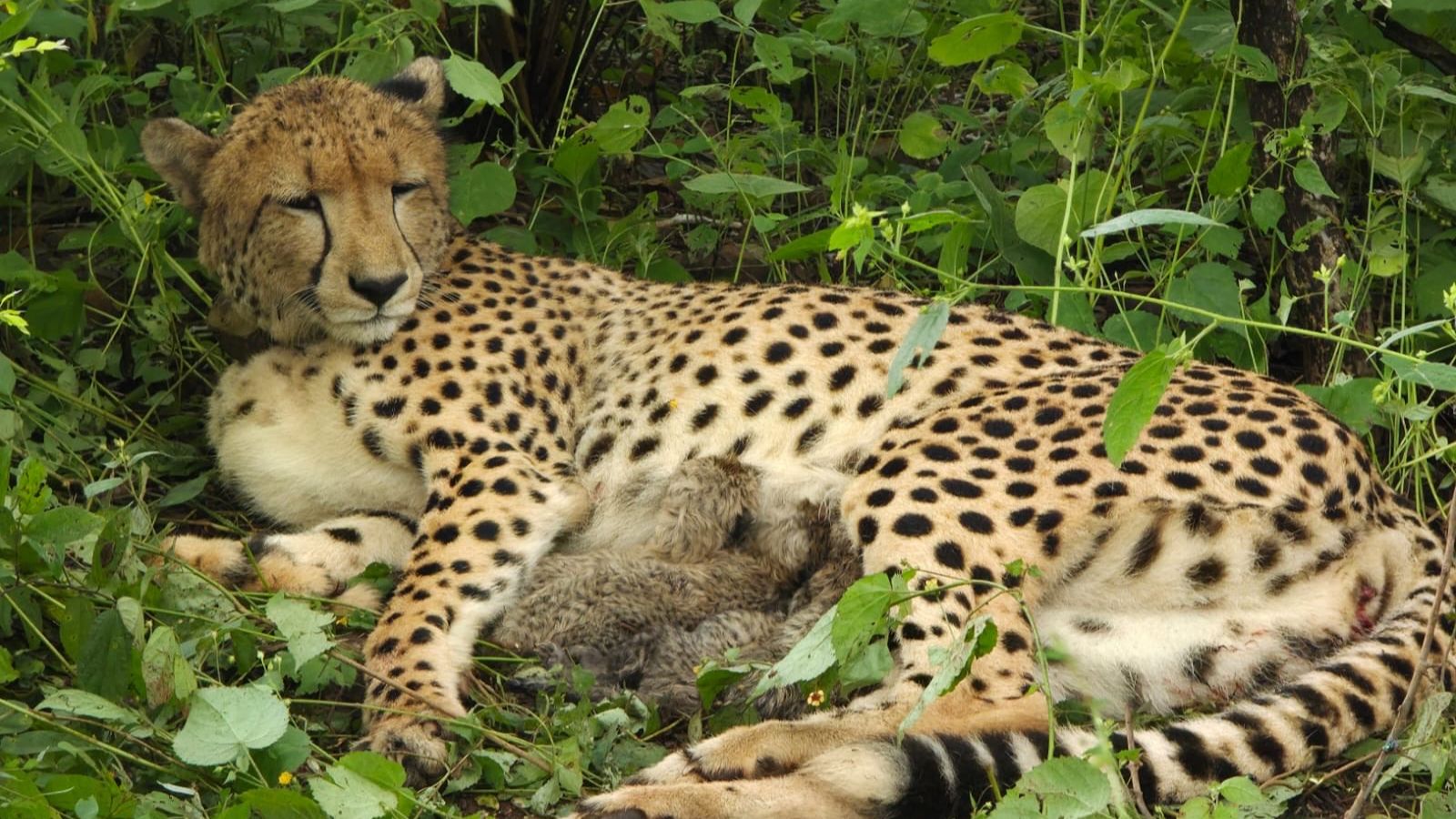 A milestone at Kuno: Cheetah born to South African feline now has four cubs of its own