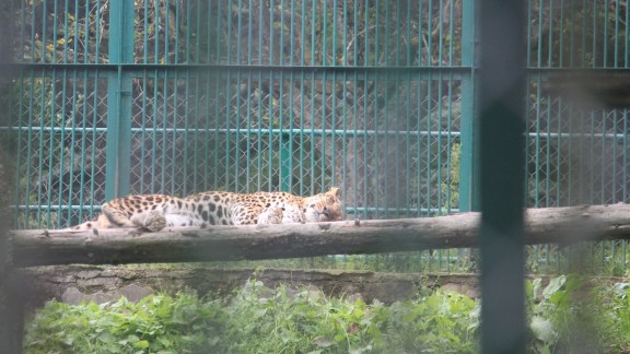 leopard sheru
