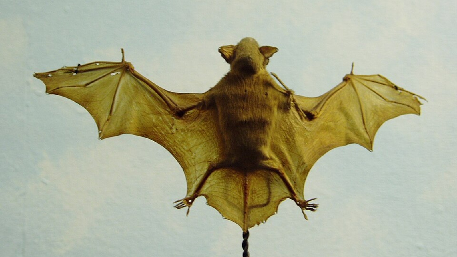 Lesser Bamboo Bat 