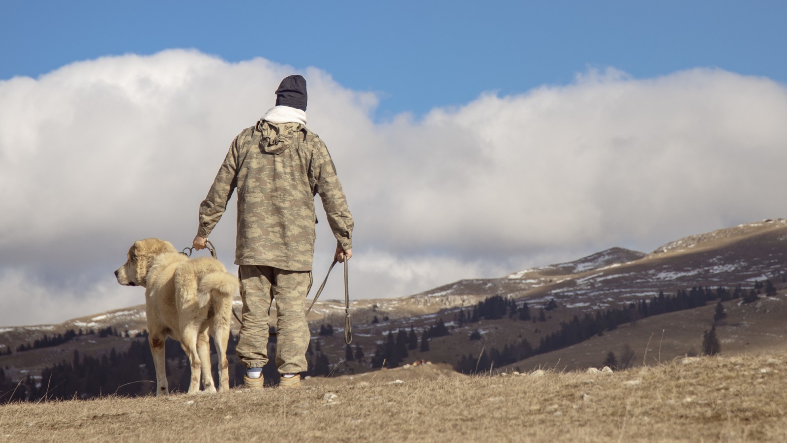 Military dogs