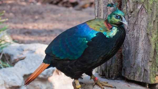 A male Himalayan monal in a German zoo. Wikimedia Commons