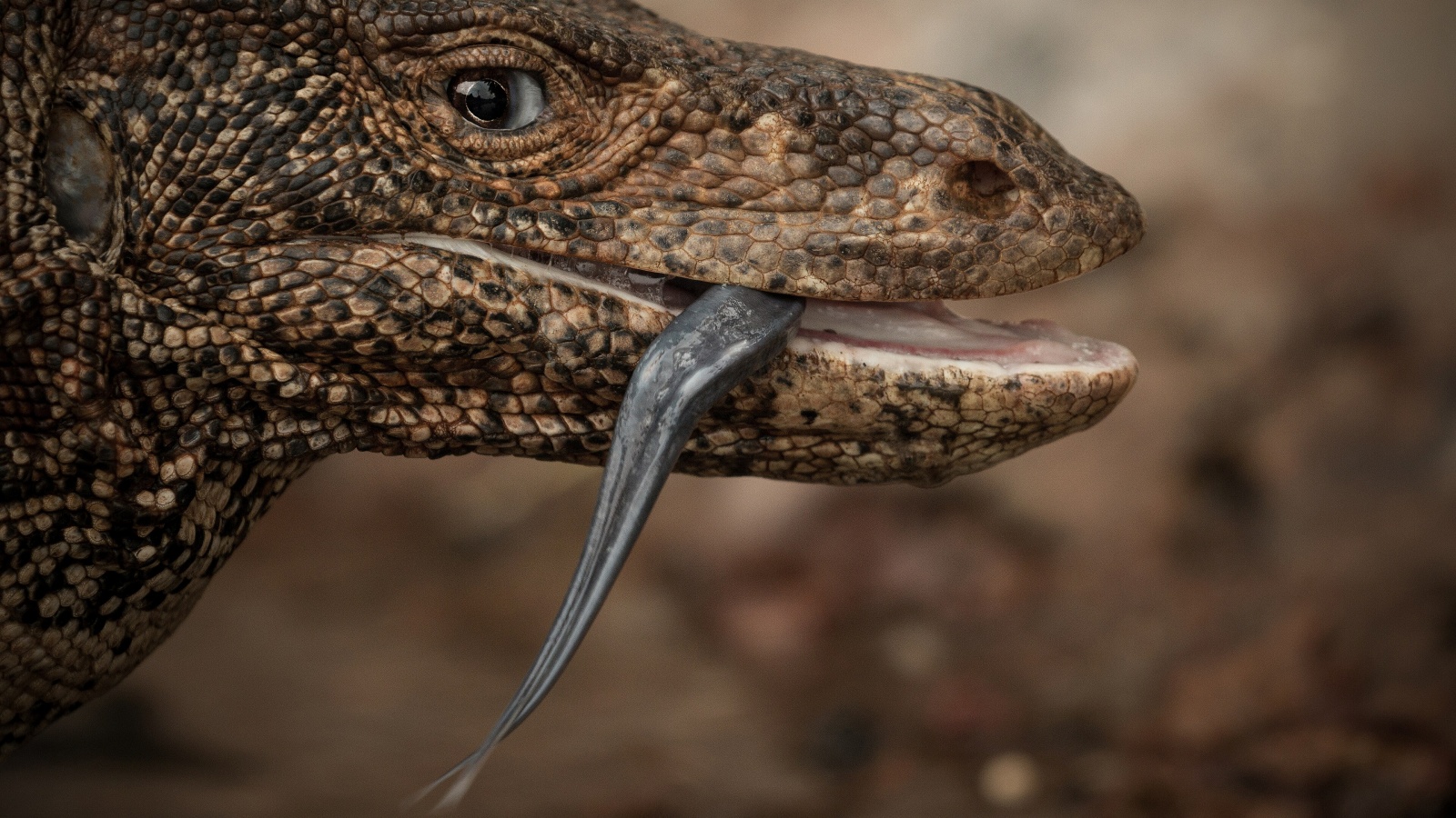 5 Indian animals that ‘smell’ with their tongues