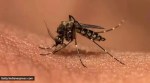dengue