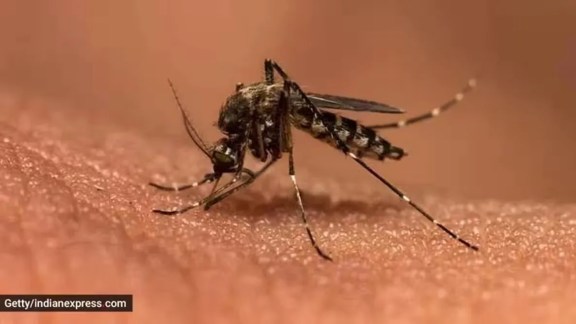 dengue