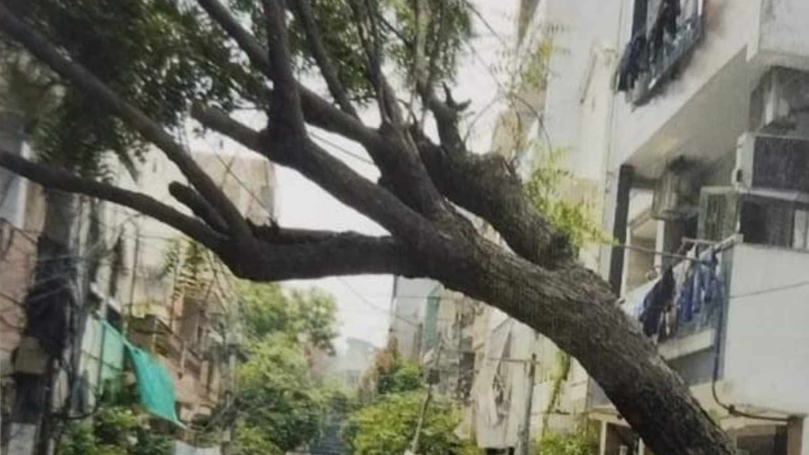 ‘You’re not a court’: Delhi HC stays order asking 80-year-old to plant 21 trees – movies ‘You’re not a court’: Delhi HC stays order asking 80-year-old to plant 21 trees – movies