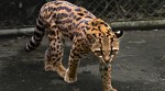 species