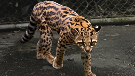 species