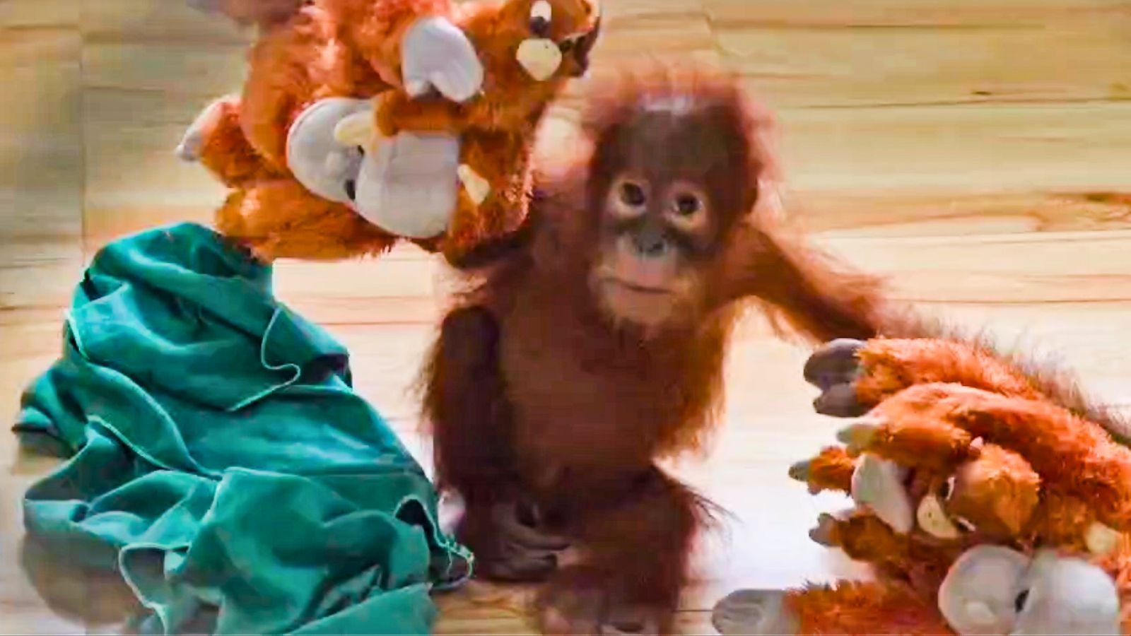 To help rescued orangutans beat stress, Odisha zoo turns to music therapy