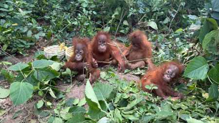 Orangutan