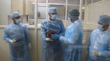 A team of veterinary doctors from Mysore Zoo and an expert from Odisha University of Agriculture Technology (OUAT), part of the technical committee managing the health of the apes, carried out the tests.