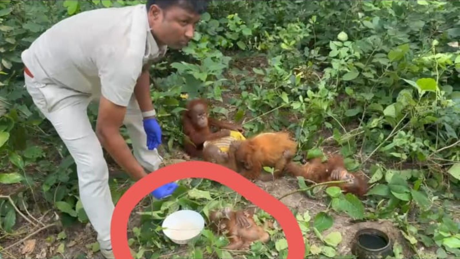 Special focus at Odisha zoo: Baby orangutan unwell since Day 1