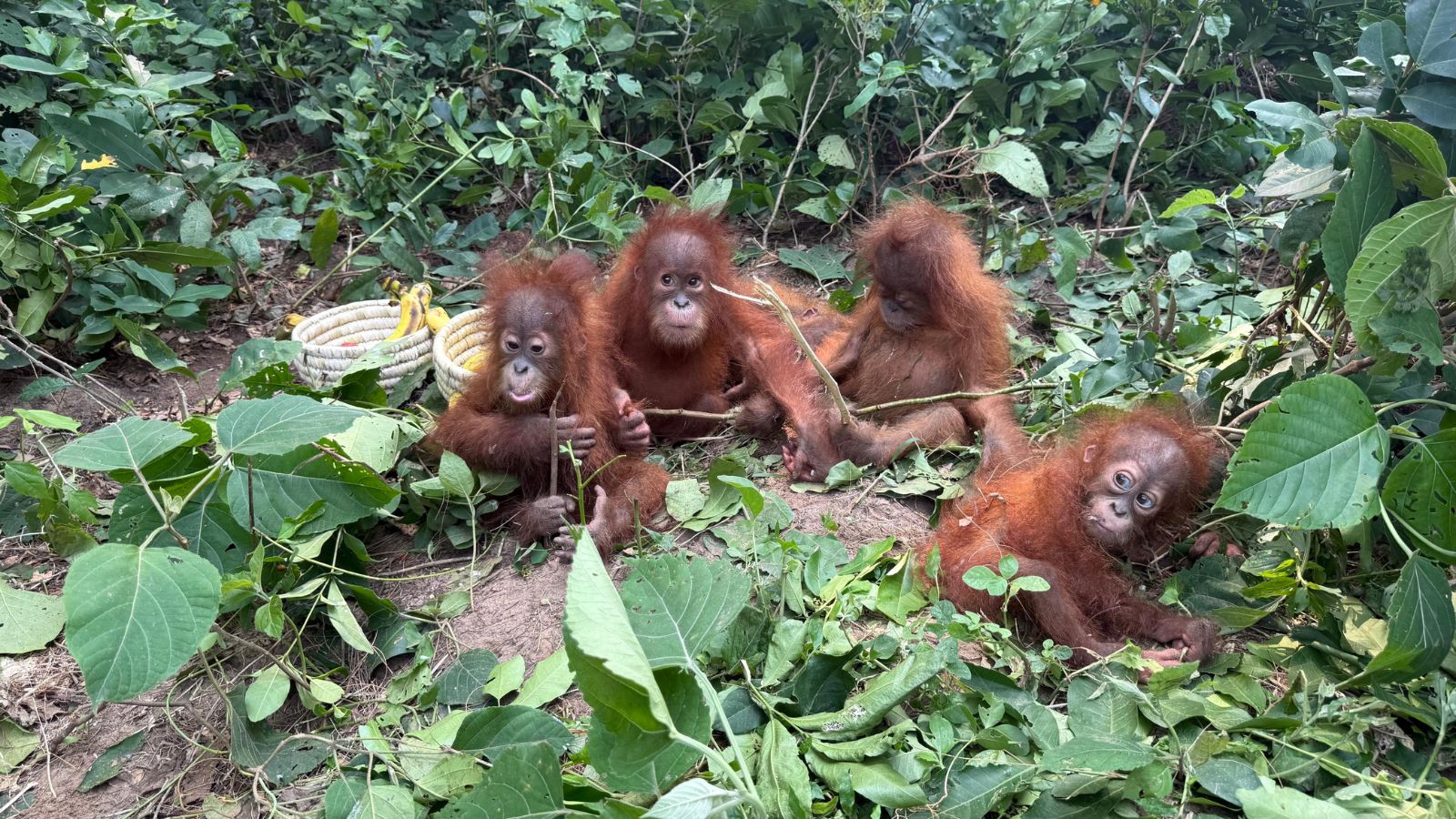 Odisha orangutan rescue
