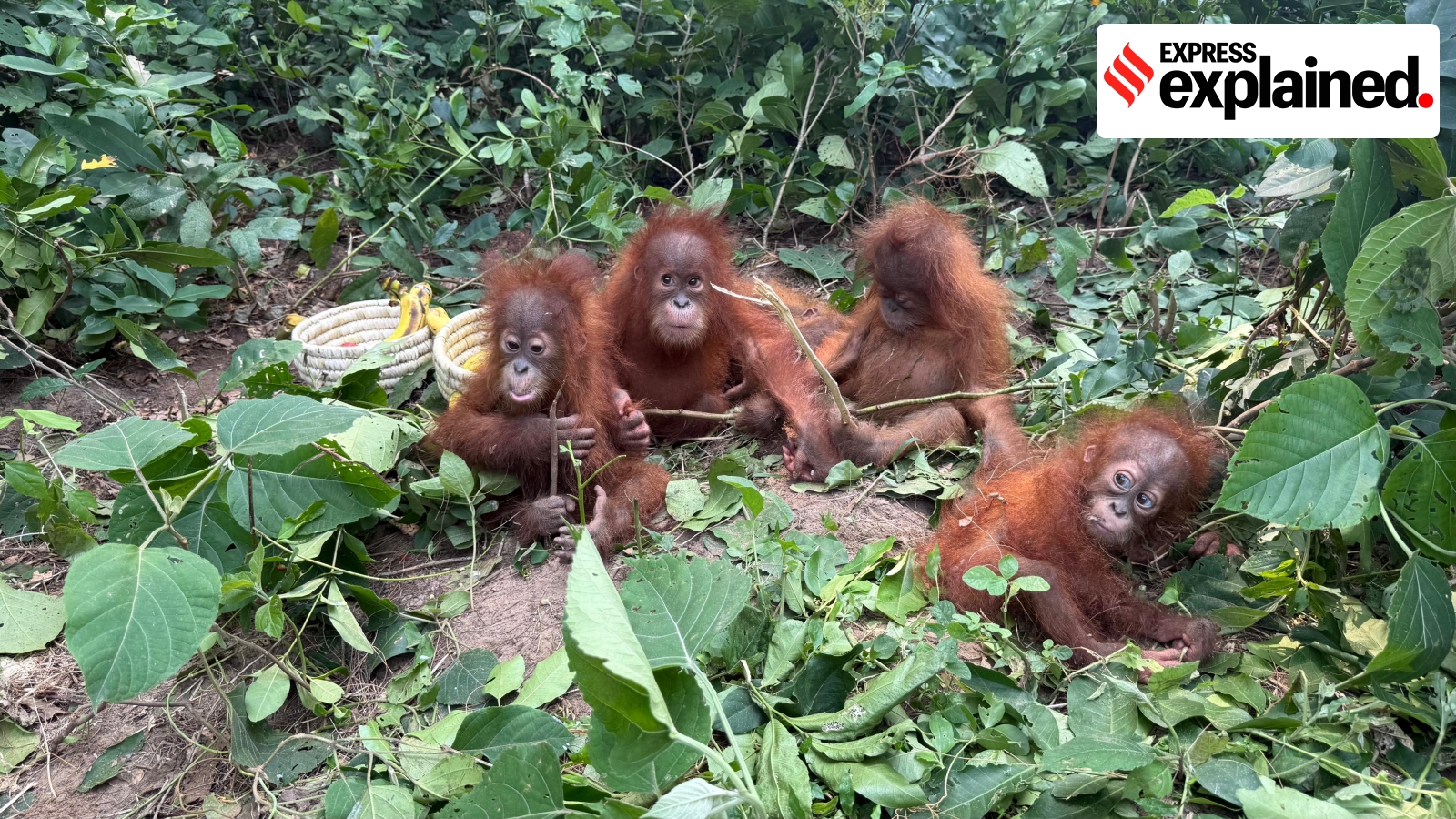 Orangutans in Odisha: Does India have to repatriate the primates? What law says - The Indian Express