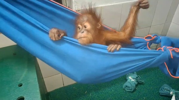 One of the five baby orangutans at the Nandankanan Zoological Park near Bhubaneswar. (Video grab)
