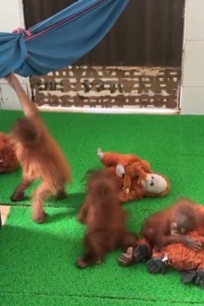 The baby orangutans at the Nandankanan Zoological Park near Bhubaneswar. (Video grab)
