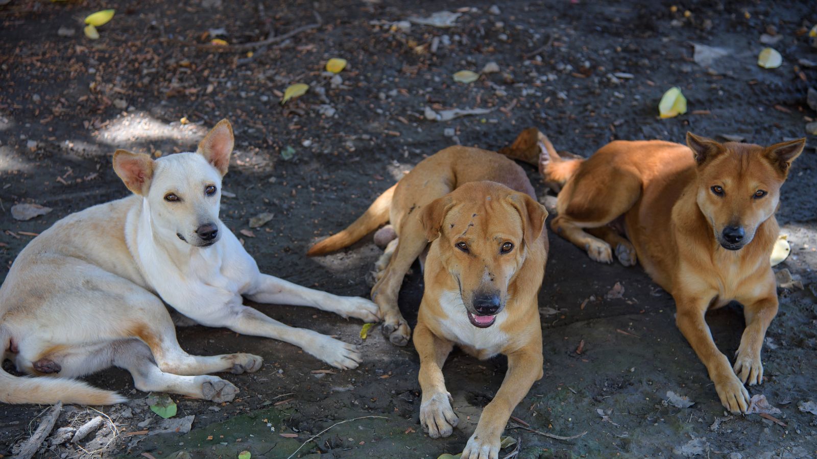 Coimbatore: Stray Dogs Rescue Woman from Alleged Sexual Assault; Accused Apprehended