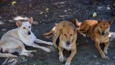 Stray dogs save woman from sexual assault