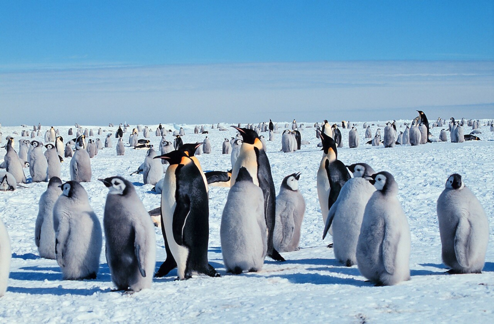 penguin