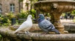 pigeons